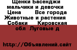 Щенки Басенджи ,мальчики и девочки › Цена ­ 1 - Все города Животные и растения » Собаки   . Кировская обл.,Луговые д.